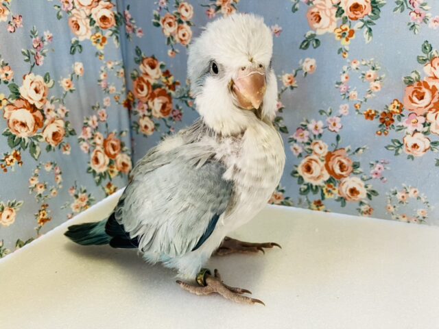 オキナインコ