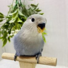 最新画像有ります❗️キリっとイケメン✨コザクラインコのブルーチェリー💙