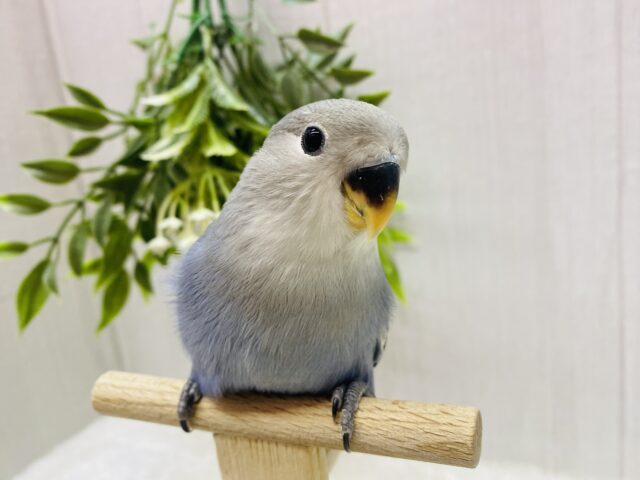 最新画像有ります❗️キリっとイケメン✨コザクラインコのブルーチェリー💙