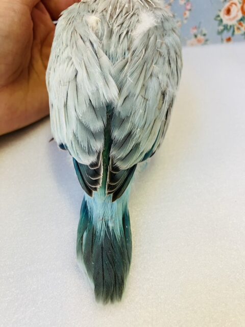 オキナインコ