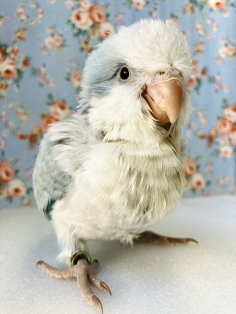オキナインコ