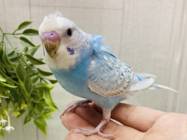 最新画像有ります⭐️寝癖ついちゃってますよ〜‼️可愛すぎるチャームポイントのセキセイインコ🌟