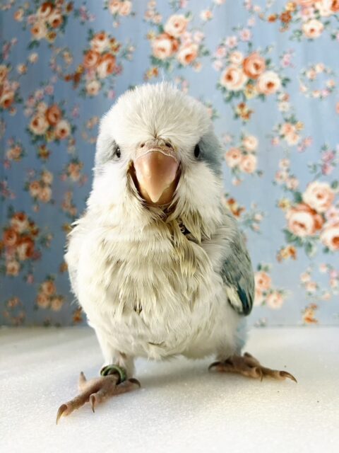 オキナインコ