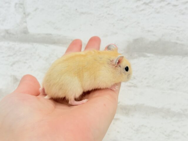 あたちの可愛さ知っちゃう?💖イエロープディングハムスター(女の子) ドワーフハムスターの1種