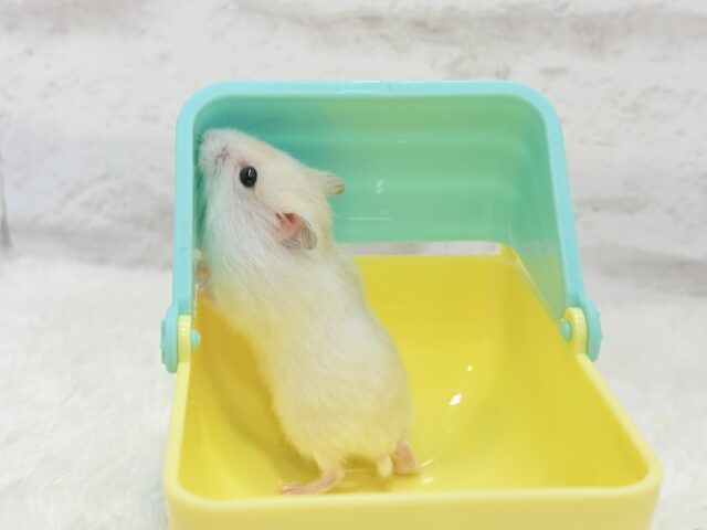 珍しい色合い♡ミルクたっぷりちゃん♡パールホワイトハムスター(女の子) ドワーフハムスターの1種