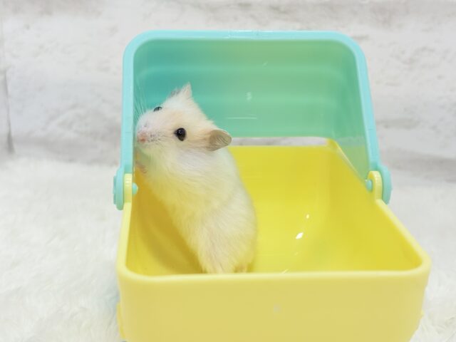 珍しい色合い♡ミルクたっぷりちゃん♡パールホワイトハムスター(女の子) ドワーフハムスターの1種