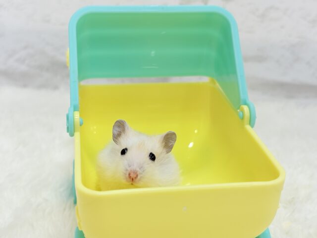 珍しい色合い♡ミルクたっぷりちゃん♡パールホワイトハムスター(女の子) ドワーフハムスターの1種
