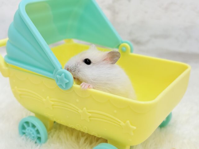 珍しい色合い♡ミルクたっぷりちゃん♡パールホワイトハムスター(女の子) ドワーフハムスターの1種