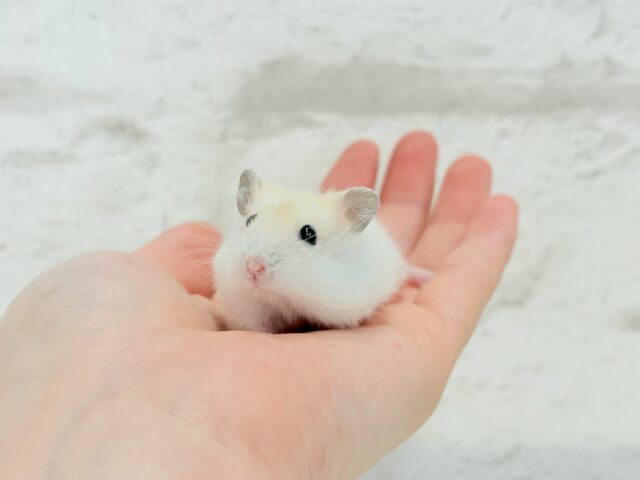 珍しい色合い♡ミルクたっぷりちゃん♡パールホワイトハムスター(女の子) ドワーフハムスターの1種