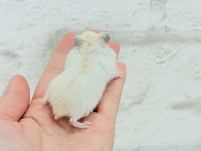 珍しい色合い♡ミルクたっぷりちゃん♡パールホワイトハムスター(女の子) ドワーフハムスターの1種