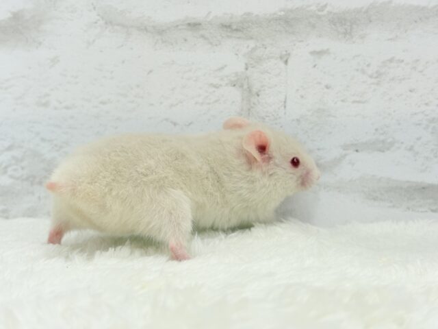 魅力的なもふふわちゃん🫧カラーハムスター(男の子) ゴールデンハムスター