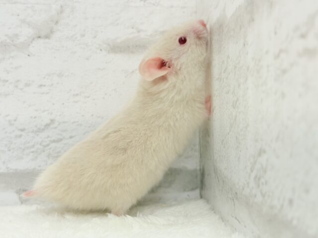 魅力的なもふふわちゃん🫧カラーハムスター(男の子) ゴールデンハムスター