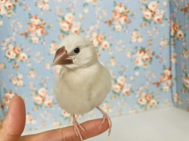 最高の相棒に💟手にズボッと潜り込むよ*ˊᵕˋ か~わいいシルバー文鳥さん🤍🪽 シルバー文鳥