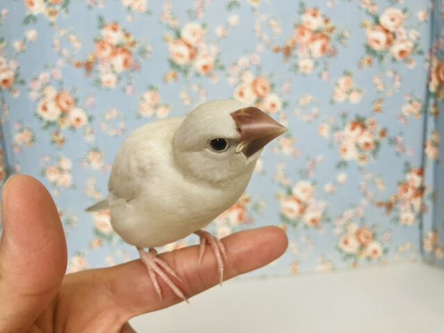 最高の相棒に💟手にズボッと潜り込むよ*ˊᵕˋ か~わいいシルバー文鳥さん🤍🪽 シルバー文鳥
