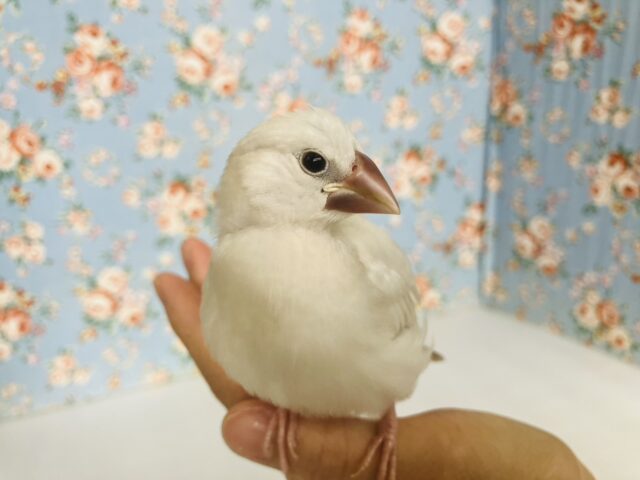 最高の相棒に💟手にズボッと潜り込むよ*ˊᵕˋ か~わいいシルバー文鳥さん🤍🪽 シルバー文鳥