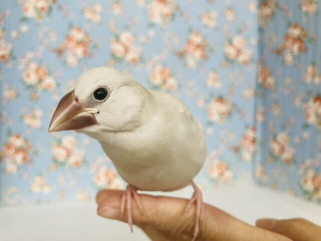 最高の相棒に💟手にズボッと潜り込むよ*ˊᵕˋ か~わいいシルバー文鳥さん🤍🪽 シルバー文鳥