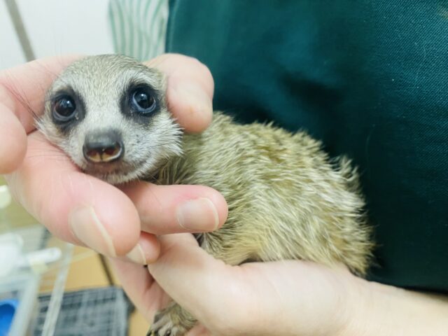 ミーアキャット