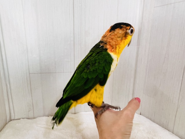 シロハラインコ