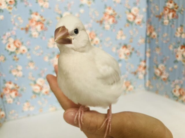 最高の相棒に💟手にズボッと潜り込むよ*ˊᵕˋ か~わいいシルバー文鳥さん🤍🪽 シルバー文鳥