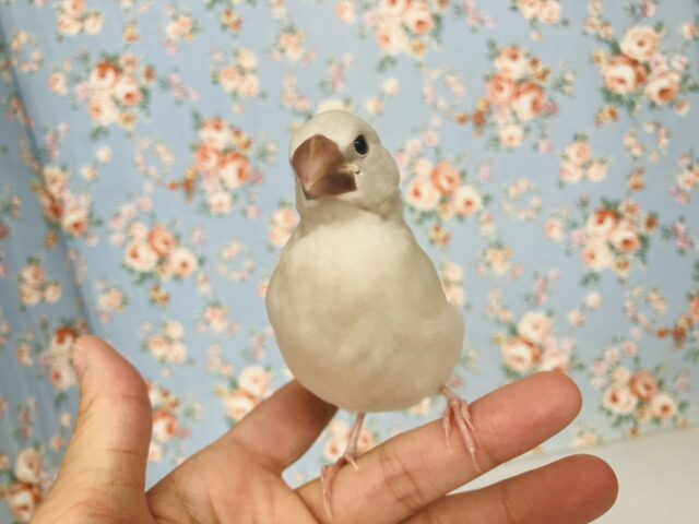 最高の相棒に💟手にズボッと潜り込むよ*ˊᵕˋ か~わいいシルバー文鳥さん🤍🪽 シルバー文鳥