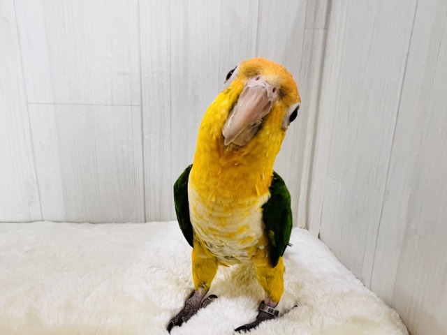 シロハラインコ