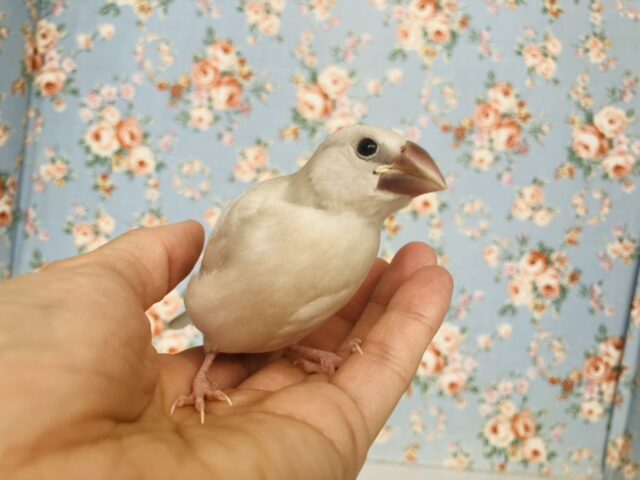 最高の相棒に💟手にズボッと潜り込むよ*ˊᵕˋ か~わいいシルバー文鳥さん🤍🪽 シルバー文鳥
