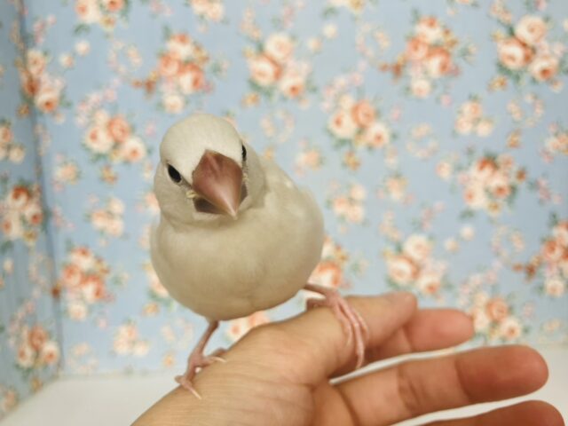 最高の相棒に💟手にズボッと潜り込むよ*ˊᵕˋ か~わいいシルバー文鳥さん🤍🪽 シルバー文鳥