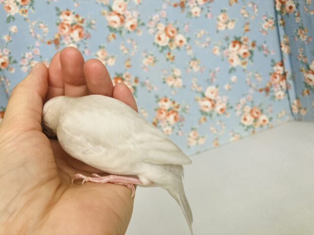 最高の相棒に💟手にズボッと潜り込むよ*ˊᵕˋ か~わいいシルバー文鳥さん🤍🪽 シルバー文鳥