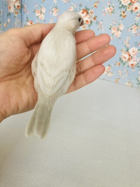 最高の相棒に💟手にズボッと潜り込むよ*ˊᵕˋ か~わいいシルバー文鳥さん🤍🪽 シルバー文鳥