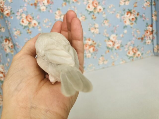 最高の相棒に💟手にズボッと潜り込むよ*ˊᵕˋ か~わいいシルバー文鳥さん🤍🪽 シルバー文鳥