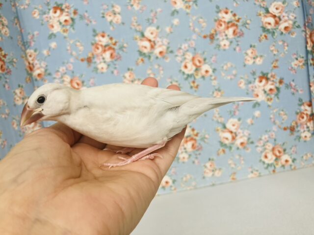最高の相棒に💟手にズボッと潜り込むよ*ˊᵕˋ か~わいいシルバー文鳥さん🤍🪽 シルバー文鳥