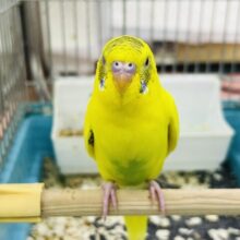 10/25更新☆唯一無二のてんてん模様✨セキセイインコのヒナ(イエローハルクイン)入荷しました❤️