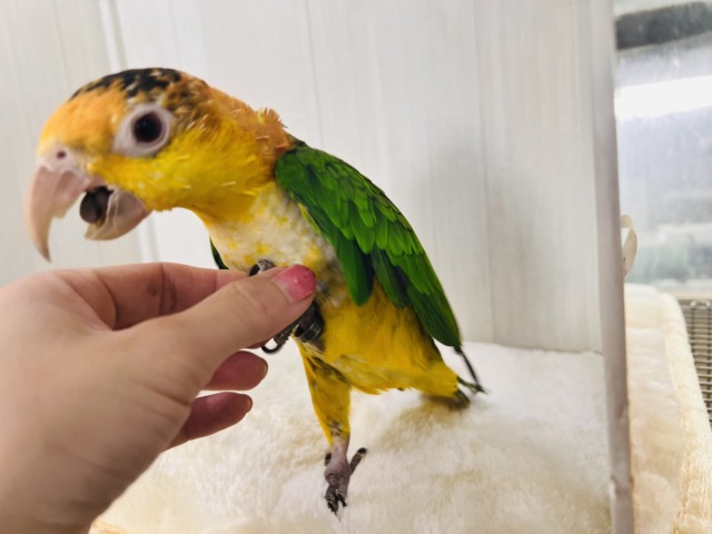 シロハラインコ