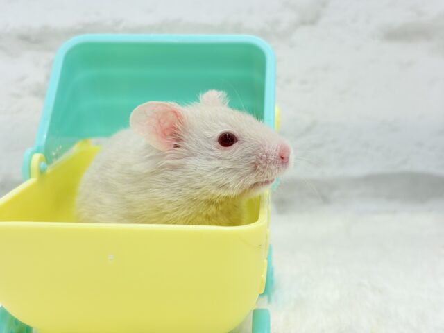 魅力的なもふふわちゃん🫧カラーハムスター(男の子) ゴールデンハムスター