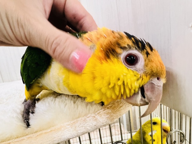 シロハラインコ