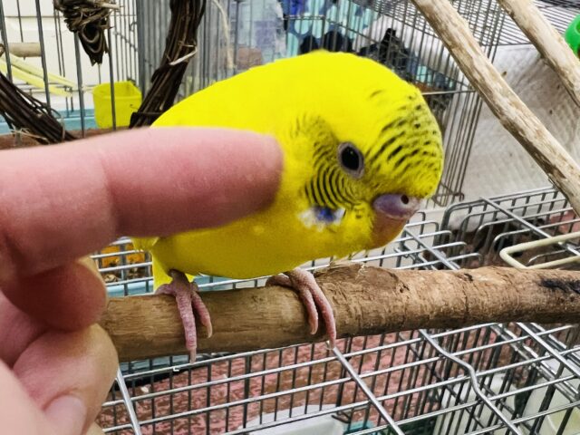 セキセイインコ