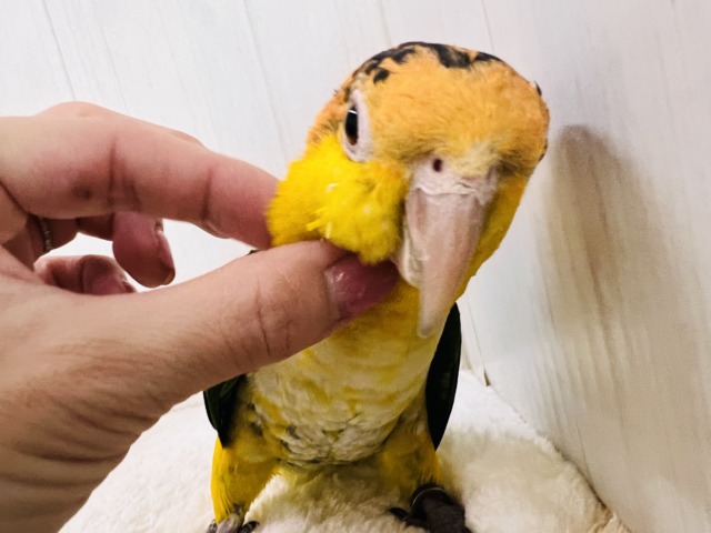 シロハラインコ