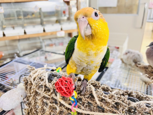 シロハラインコ