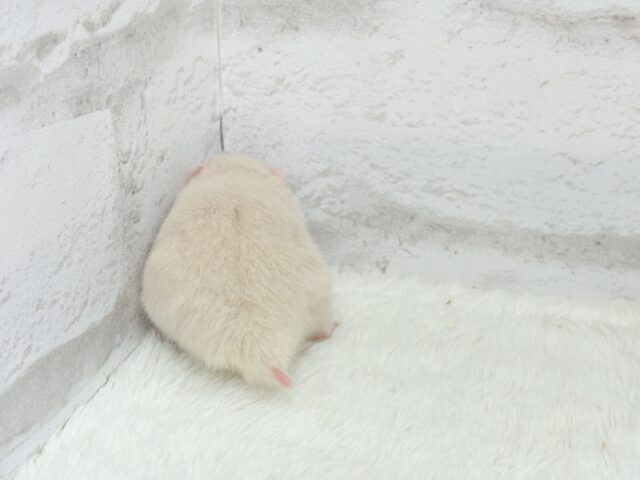 魅力的なもふふわちゃん🫧カラーハムスター(男の子) ゴールデンハムスター