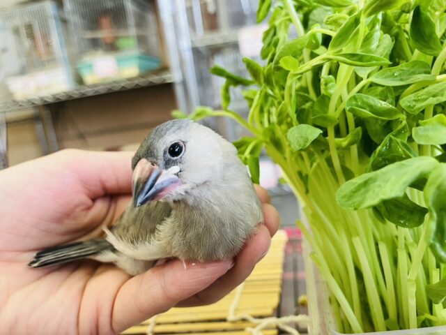 モチモチ餅文ちゃん🖤🤍一人餌になりました🐧🎓かわいい桜文鳥ちゃん🎓✨ 桜文鳥