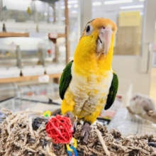 やんちゃ坊主‼︎主張強め〜シロハラインコ！！