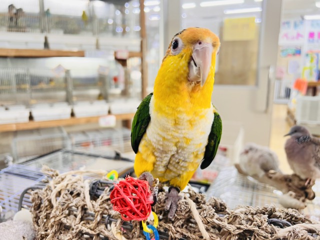 やんちゃ坊主‼︎主張強め〜シロハラインコ！！