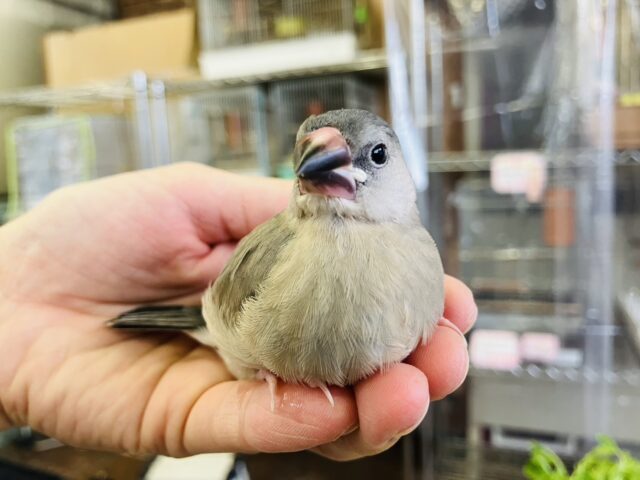 モチモチ餅文ちゃん🖤🤍一人餌になりました🐧🎓かわいい桜文鳥ちゃん🎓✨ 桜文鳥