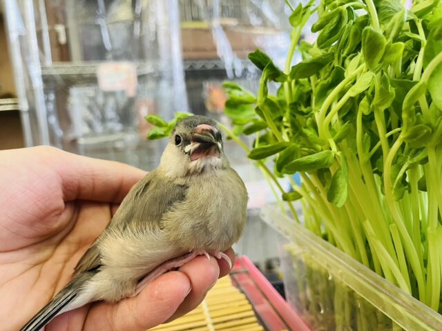 モチモチ餅文ちゃん🖤🤍一人餌になりました🐧🎓かわいい桜文鳥ちゃん🎓✨ 桜文鳥