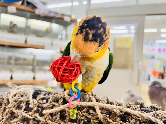 シロハラインコ