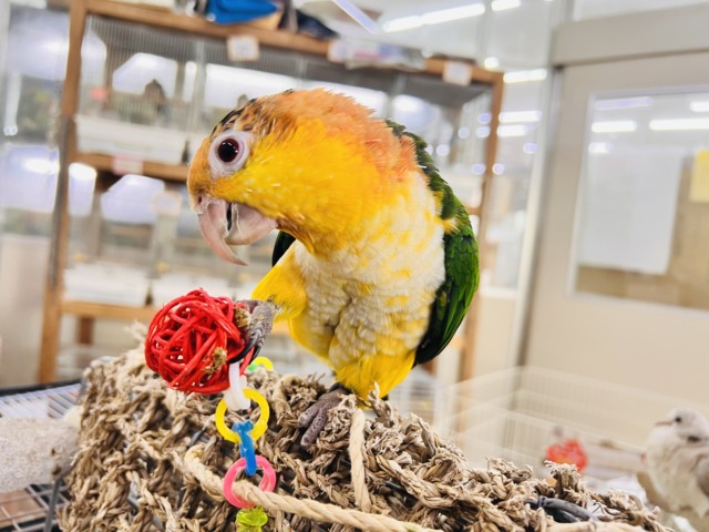 シロハラインコ
