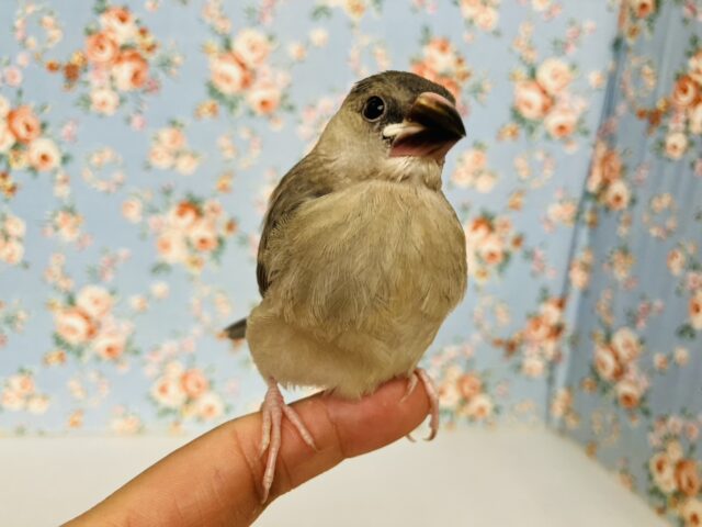 モチモチ餅文ちゃん🖤🤍一人餌になりました🐧🎓かわいい桜文鳥ちゃん🎓✨ 桜文鳥