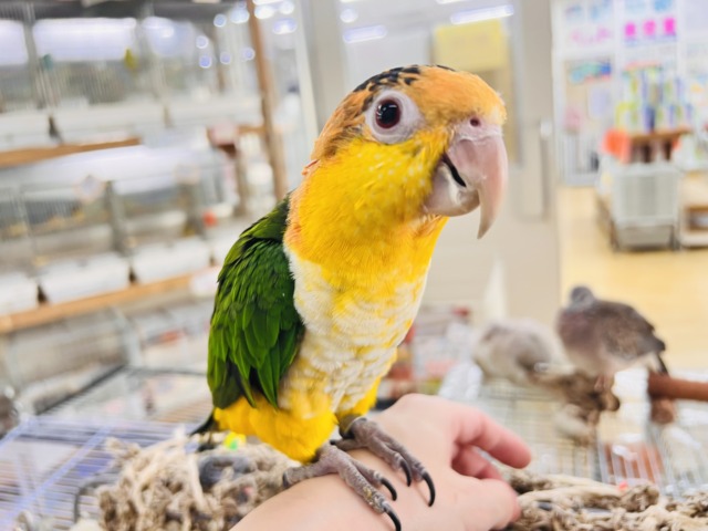 シロハラインコ