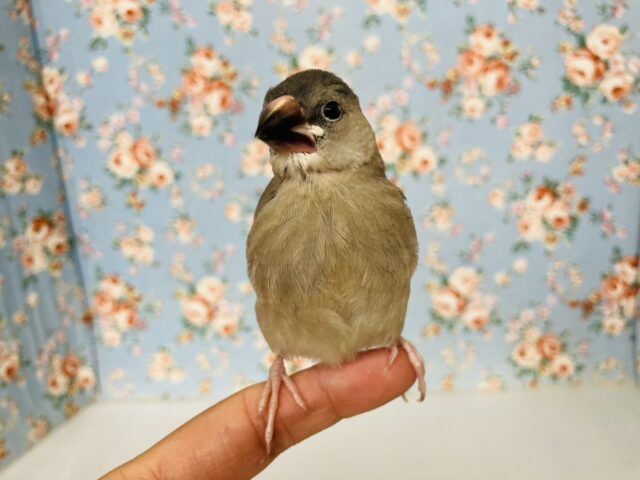 モチモチ餅文ちゃん🖤🤍一人餌になりました🐧🎓かわいい桜文鳥ちゃん🎓✨ 桜文鳥