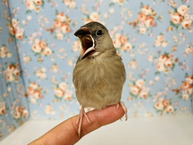 モチモチ餅文ちゃん🖤🤍一人餌になりました🐧🎓かわいい桜文鳥ちゃん🎓✨ 桜文鳥